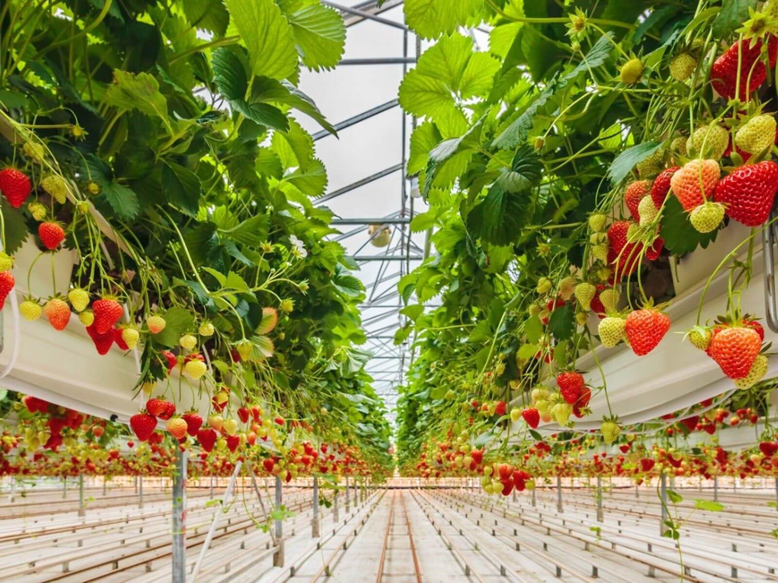 strawberry cultivation1.jpg