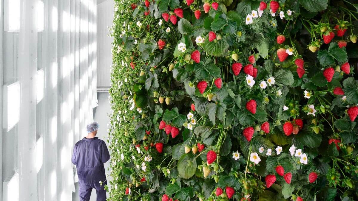 1767515616790332.jpg strawberry cultivation.jpg