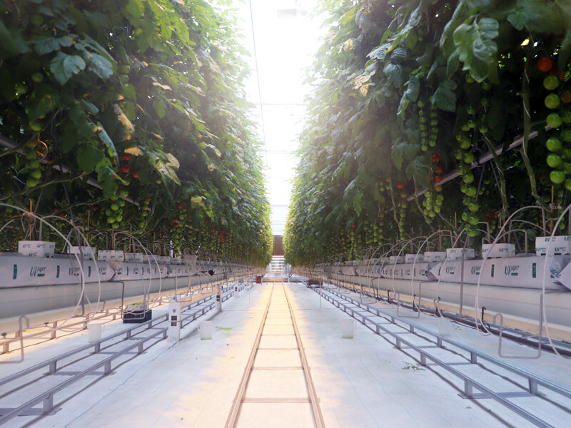 UPuper cultivation greenhouse.jpg