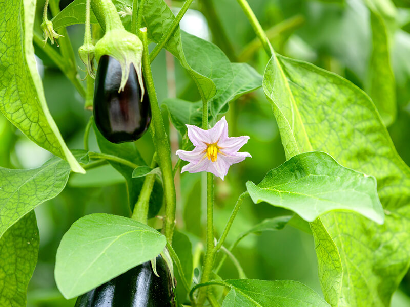 Eggplant Cultivation hydroponic planting.jpg