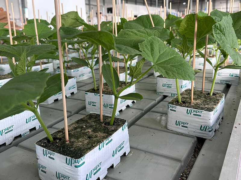 Australian Cucumber Seedling Production.jpg