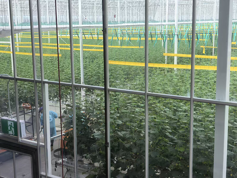 Australian Cucumber Cultivation.jpg