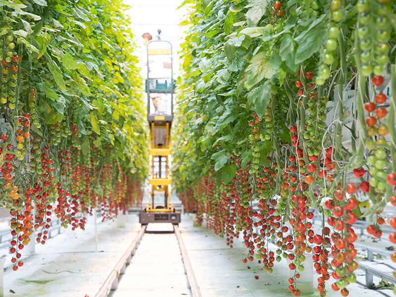 1789007579349947.jpg greenhouse tomato planting.jpg