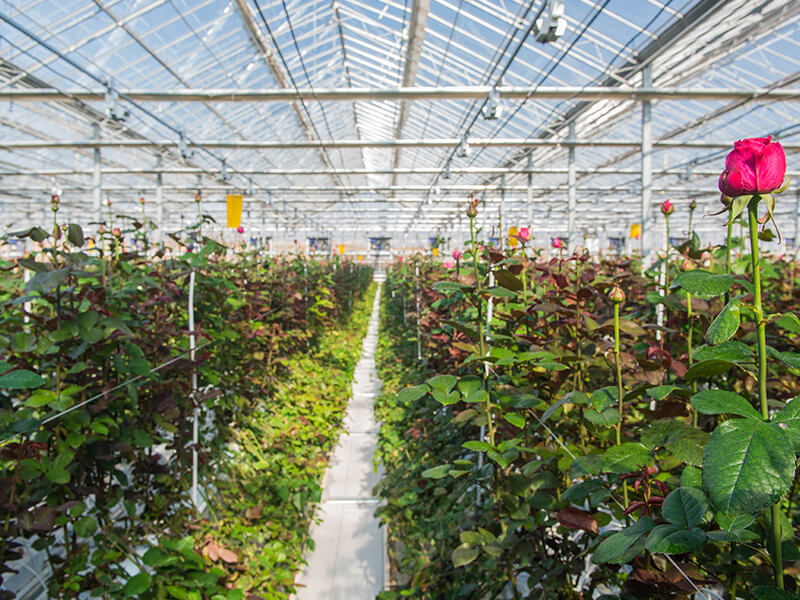 1789007591399468.jpg greenhouse rose planting.jpg
